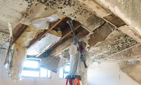 Best Environmental Consulting for Mold Prevention  in Beulah, ND